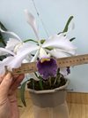 Laelia purpurata var. werkhäuseri x Cattleya warneri var. coerulea 